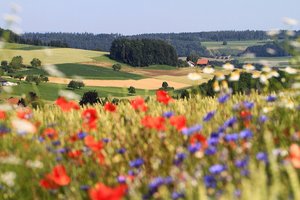 Blühstreifen für Nützlinge lohnen sich Nicht nur schön, sondern auch nützlich: Blühstreifen fördern Nützlinge. (Bild Agroscope, Matthias Tschumi)