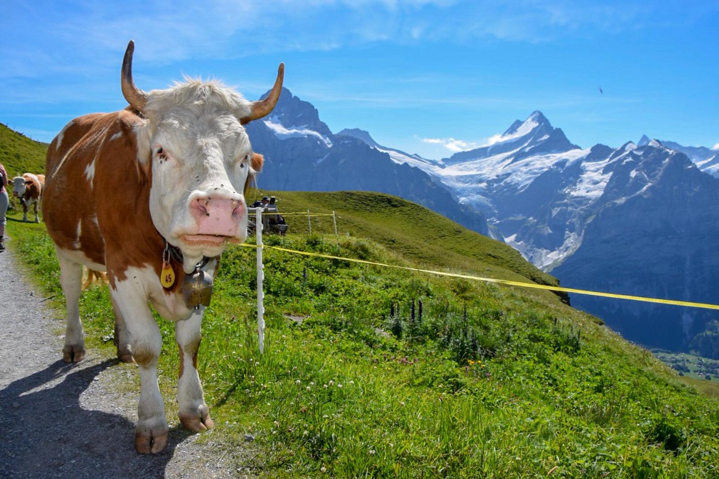 Statt den Hornfranken möchte Armin Capaul nach einem allfälligen Ja doppelte RAUS-Beiträge für Hornkühe. (Bild Katrin Erfurt)