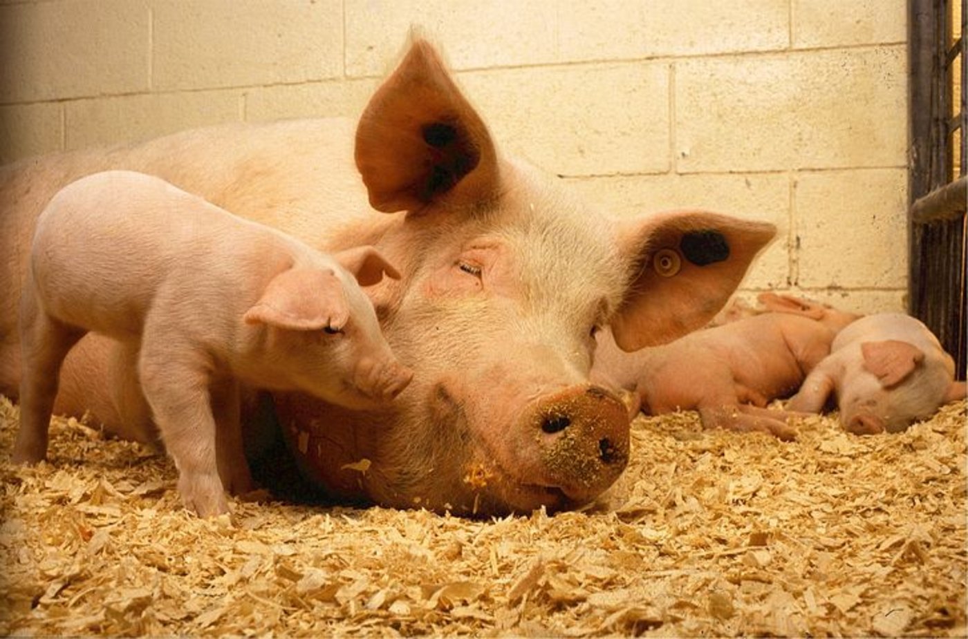 Mexiko verhängt Einfuhr-Zölle auf US-Schweingefleisch. Davon betroffen sind Schweinebeine und -schultern in gefrorenem wie im frischen Zustand. (Symbolbild Pixabay)