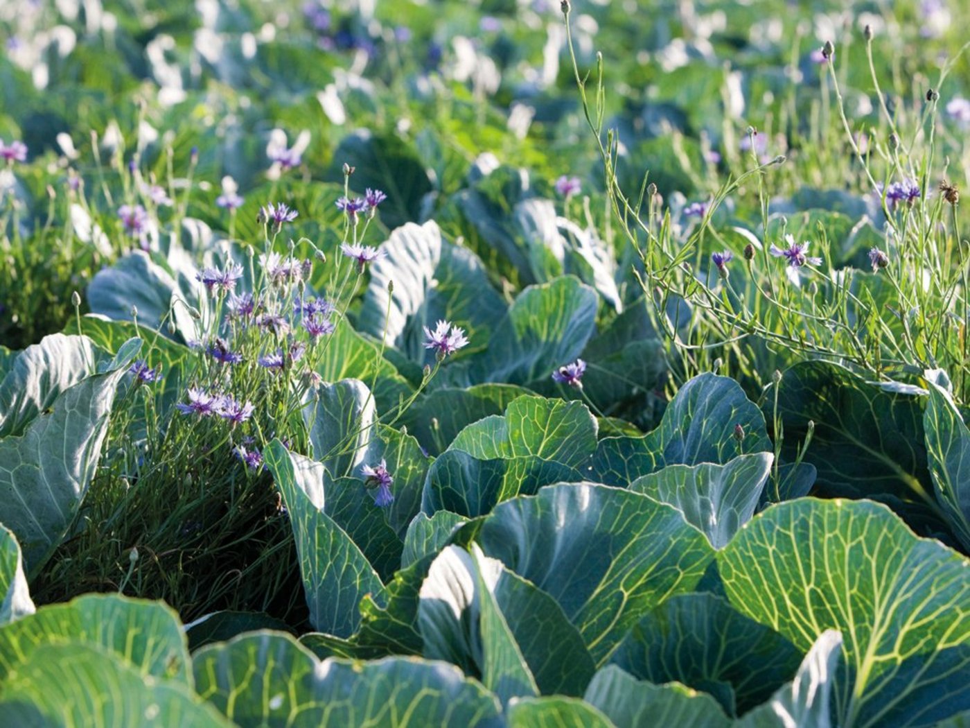 Gedeckter Tisch für Nützlinge: Kornblumen im Kohlfeld. (Bild FiBL)