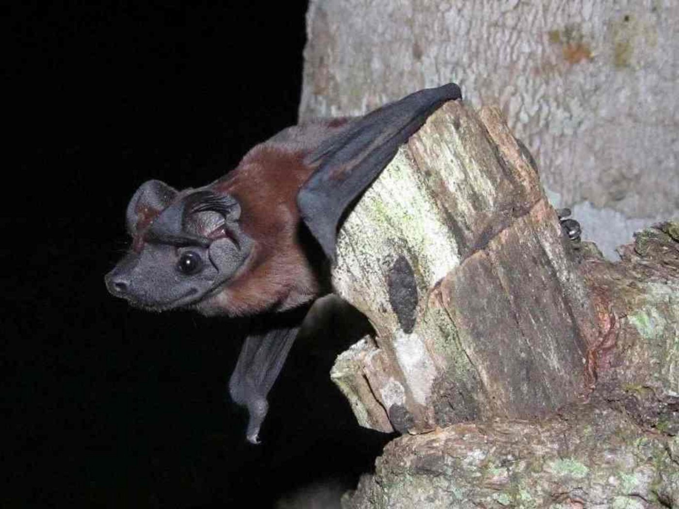 Die neuentdeckte Fledermausart Cynomops tonkigui. (Bild Thomas Sattler)