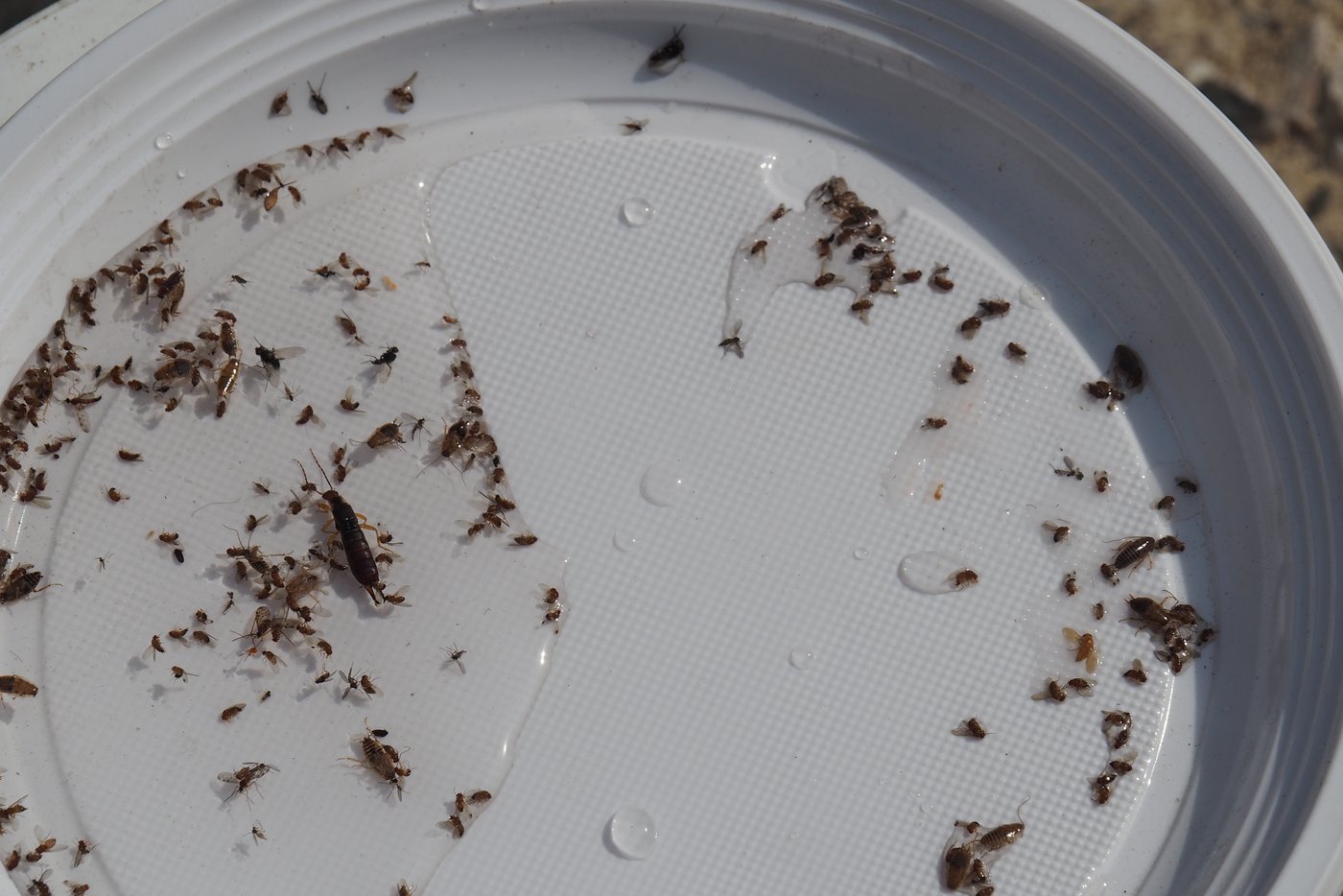 Kirschessigfliegen und andere Insekten die in einer für den Massenfang konzipierten Falle geraten sind.