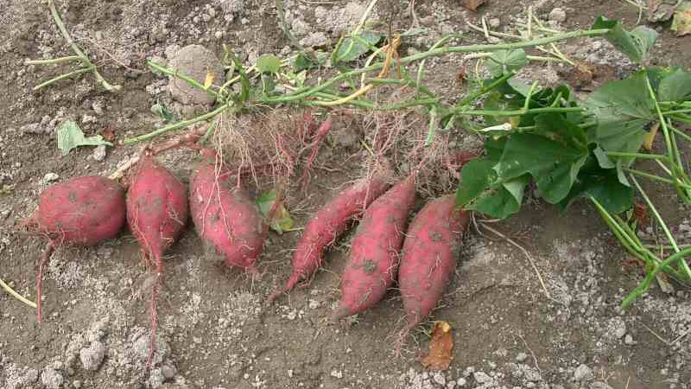 Frischgeerntete, rotschalige Süsskartoffeln. (Bild Miya)