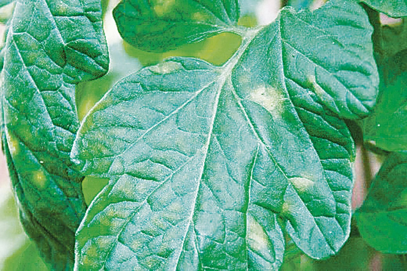 Gelbliche Samtflecken an einem Tomatenblatt. (Bild C. Sauer, Agroscope)