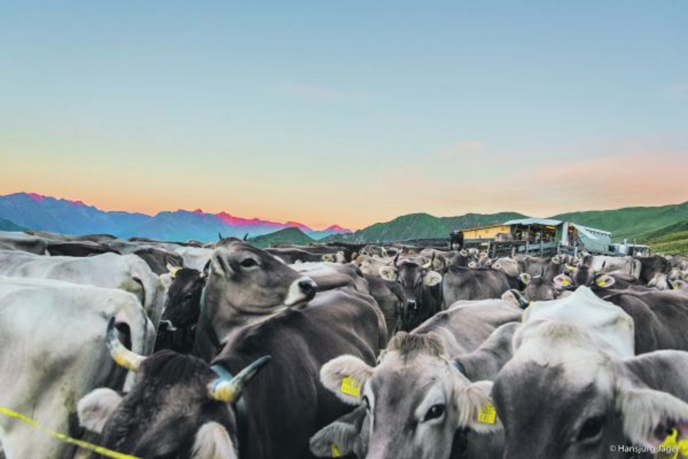 Wohin soll es gehen? Das bestehende Direktzahlungssystem fördert gewünschte, unterbindet unerwünschte Praktiken. Mit sedlbstverantwortlicher Landwirtschaft hat das wenig zu tun.(Bild hja)