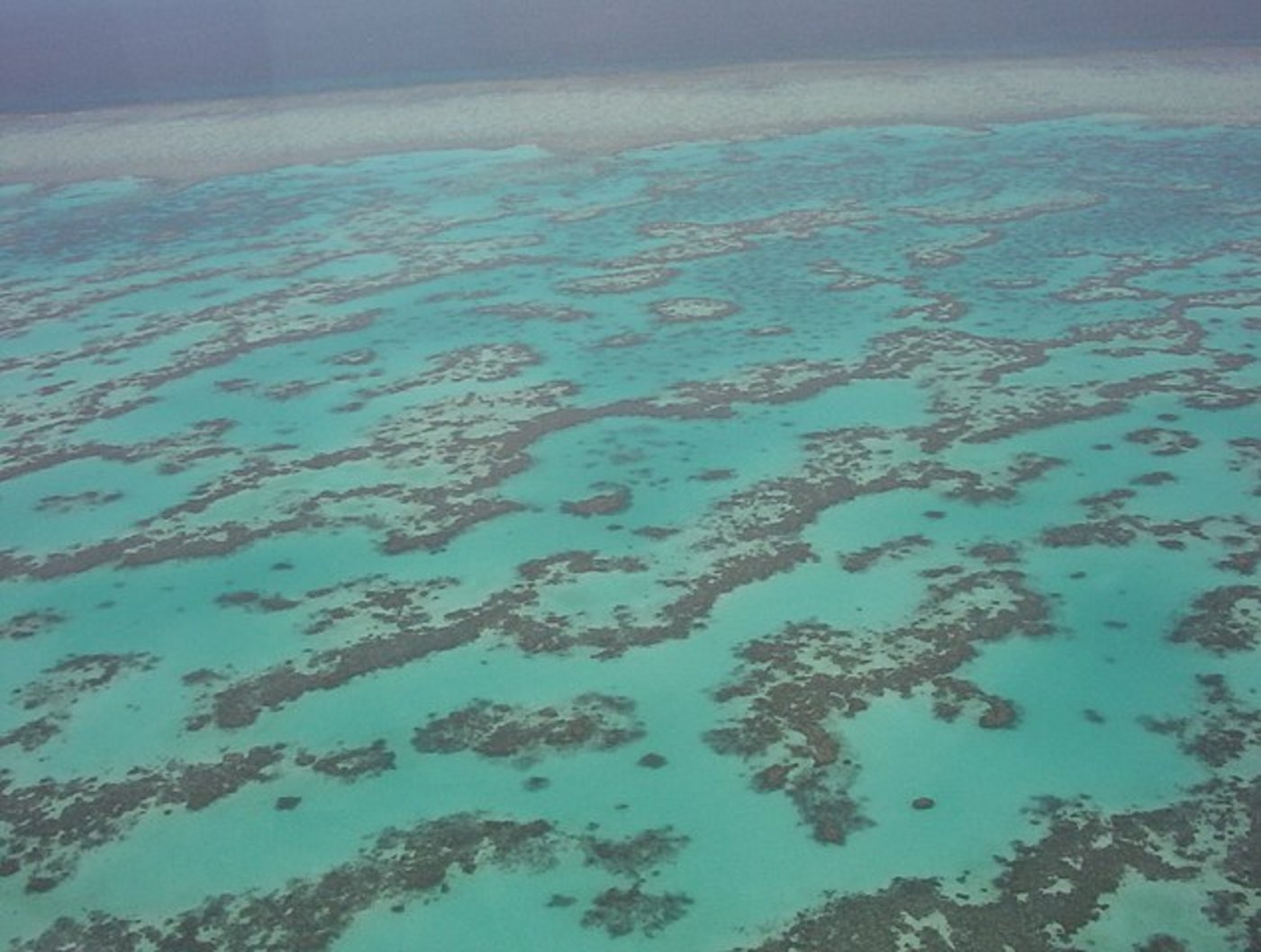 Die Meeresschildkröten-Population im Great Barrier Reef in Australien gerät dadurch aus dem Gleichgewicht. (Bild Wikimedia)