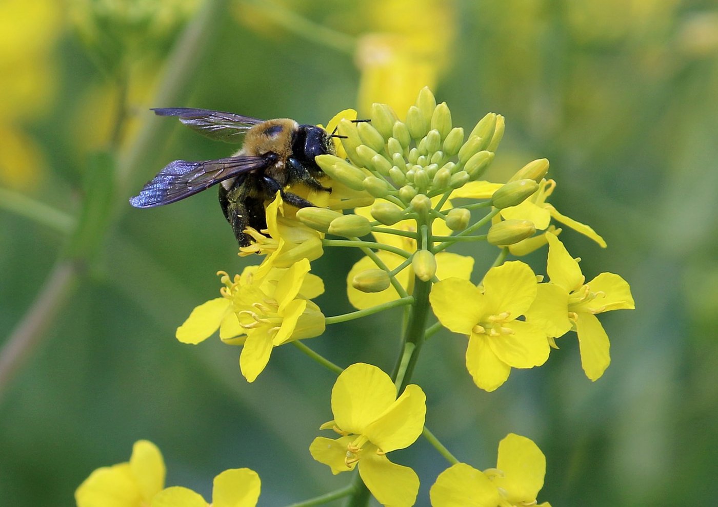 Fleissige Biene auf Raps: Neonikotinoide stehen im Verdacht, den Bienen zu schaden. (Bild Pixabay)
