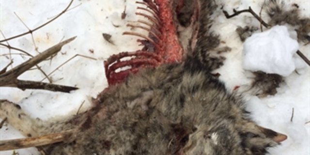 Der bei Sils i. D. gefundene Wolfskadaver. (Bild Staatskanzlei Graubünden)