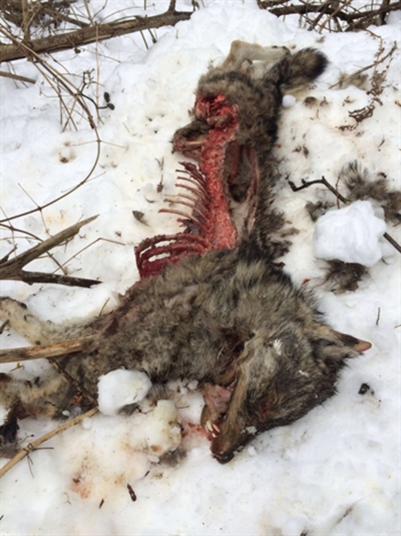 Der bei Sils i. D. gefundene Wolfskadaver. (Bild Staatskanzlei Graubünden)