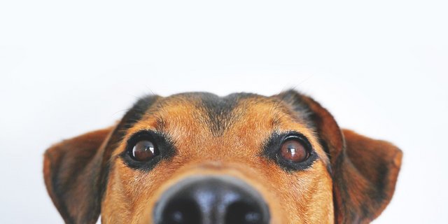 In Norwegen gibt es nach Angaben des Norsk Kennel Klubs rund 560'000 Hunde. Den Besitzern wurde empfohlen, ihre Tiere an der Leine zu halten und den Kontakt mit anderen Hunden zu meiden. 