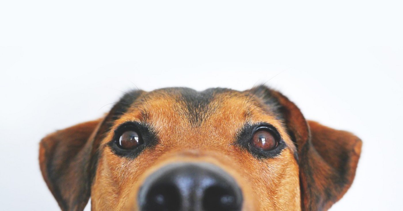 In Norwegen gibt es nach Angaben des Norsk Kennel Klubs rund 560'000 Hunde. Den Besitzern wurde empfohlen, ihre Tiere an der Leine zu halten und den Kontakt mit anderen Hunden zu meiden. 