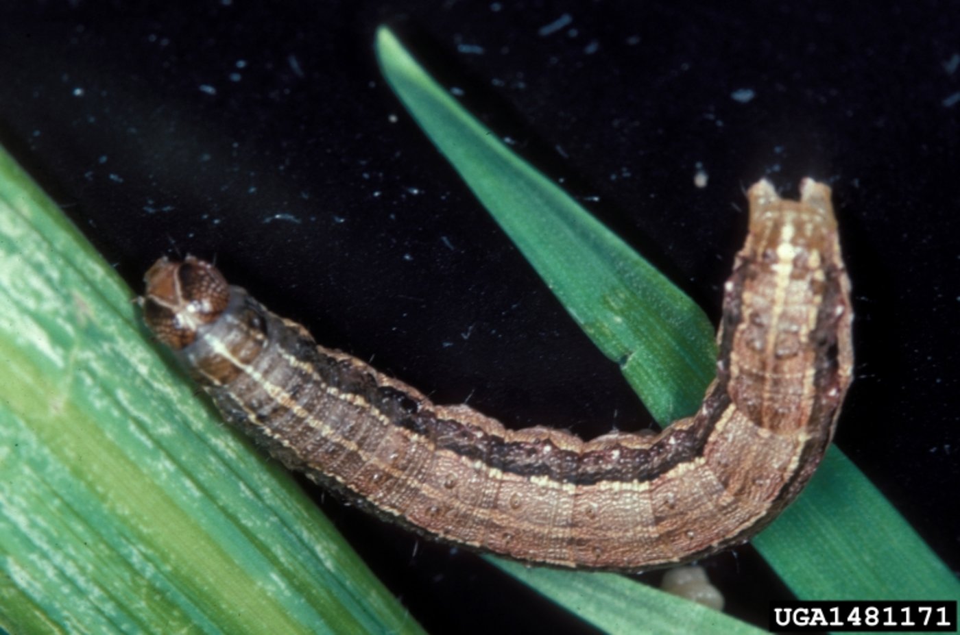 Eine Herbst-Heerwurm-Raupe. (Bild Frank Peairs, Colorado State University, Bugwood.org)