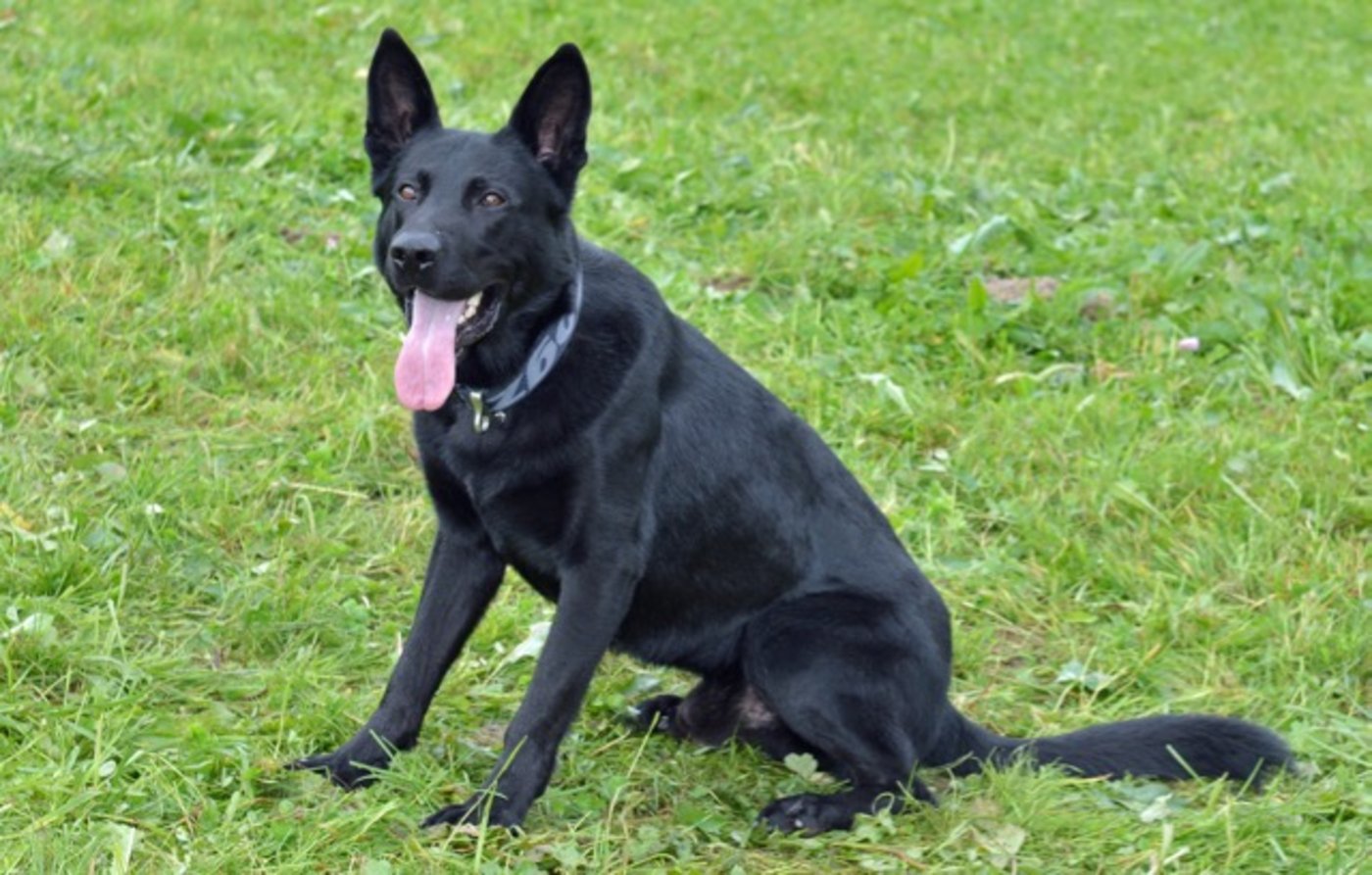 Diensthund Dodge arbeitet für die Luzerner Polizei. (Bild Luzerner Polizei)