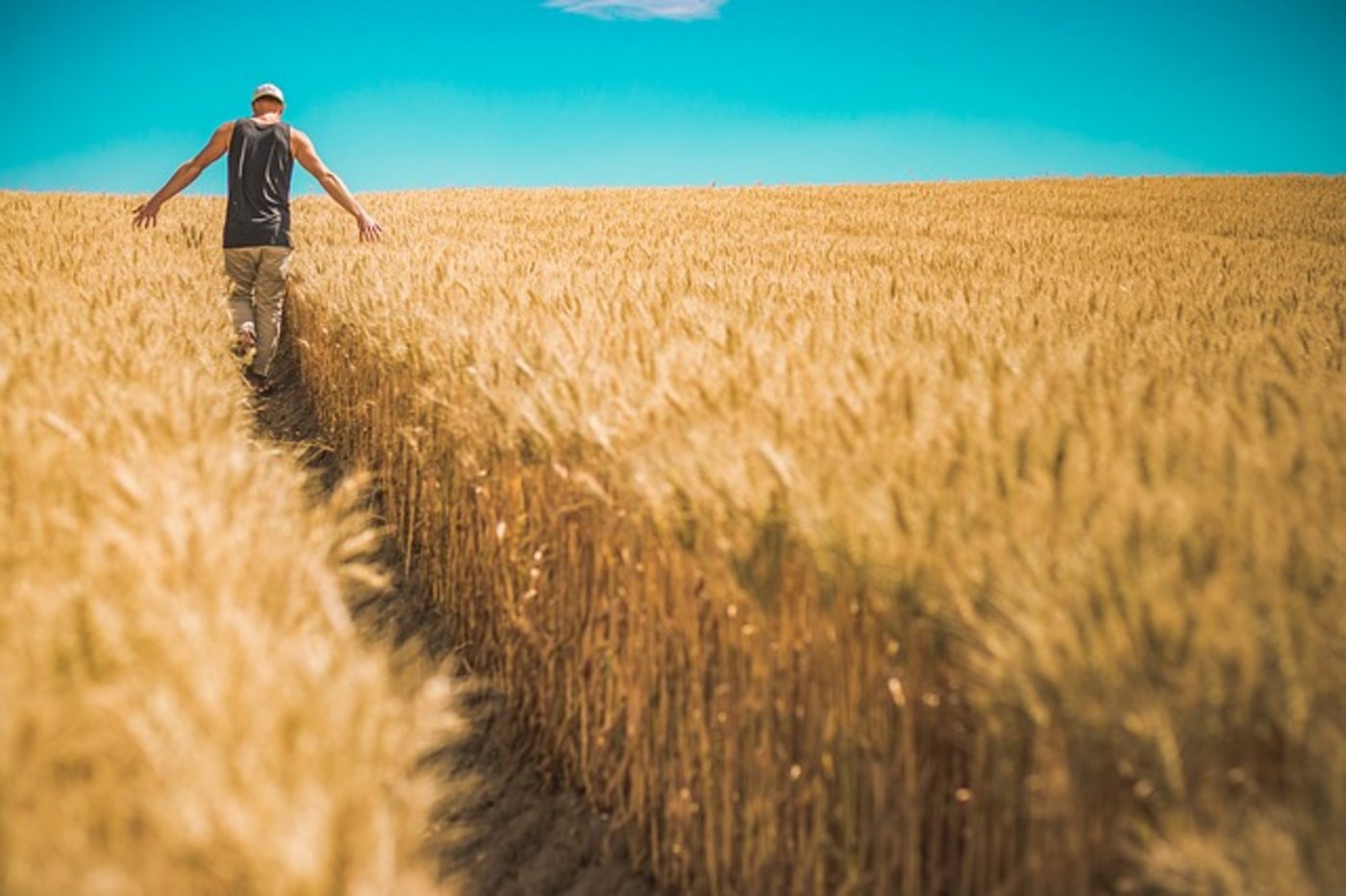 Der TIF will Subventionen für Tierprogramme streichen und dafür die Arbeitsleistung der Landwirte mit Beiträgen entschädigen. (Bild pixabay)