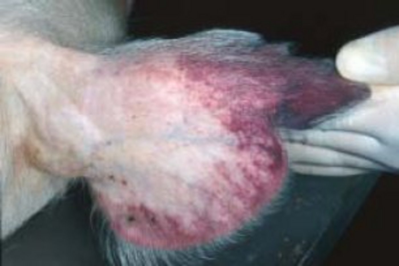 Petechiale Blutungen der Ohrmuschel bei einem an Afrikanischer Schweinepest erkrankten Tier. (Bild Wikimedia Commons)