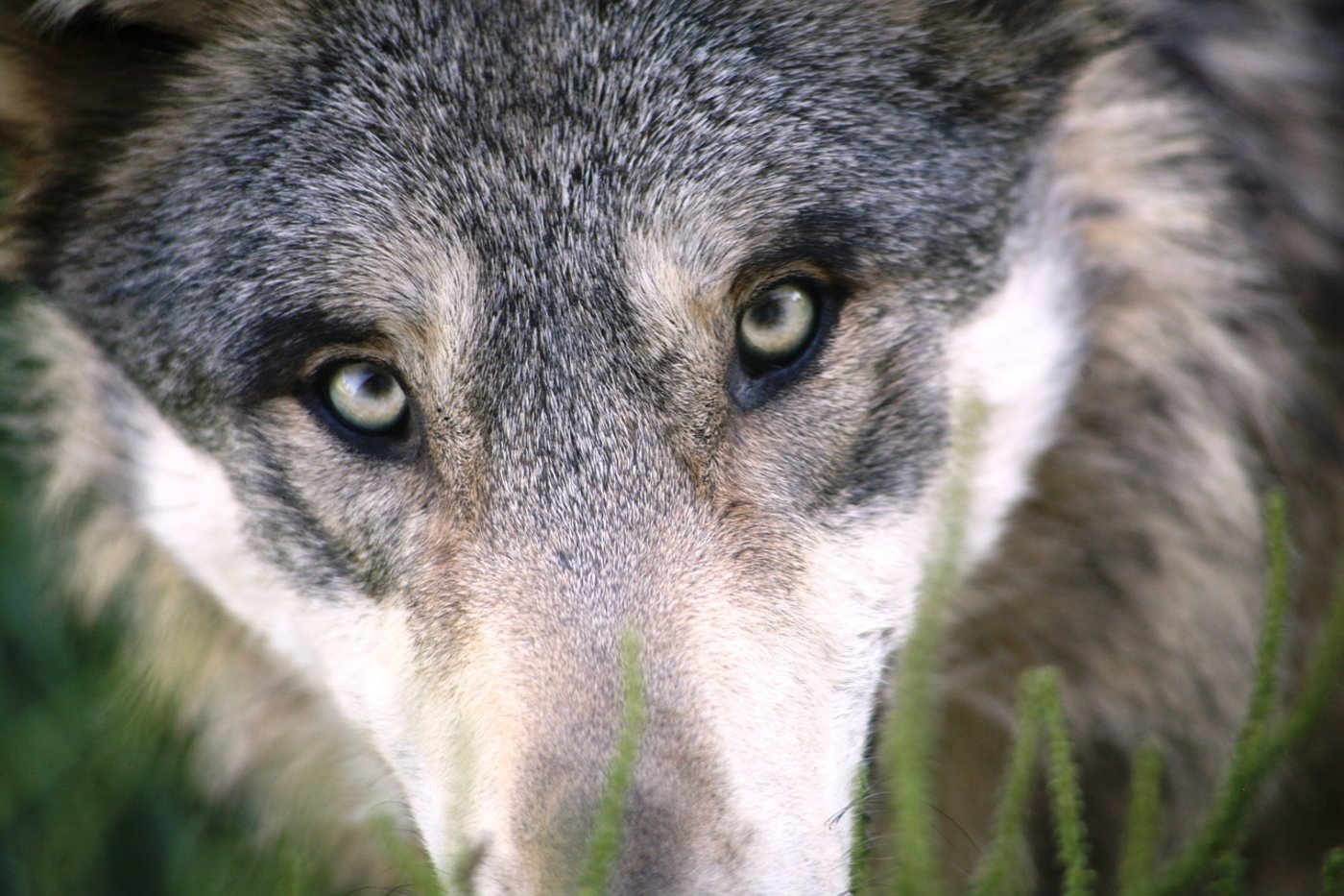 Vor allem die Wolfsthematik hatte den Abstimmungskampf geprägt. (Symbolbild Pixabay)
