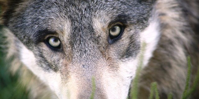 Vor allem die Wolfsthematik hatte den Abstimmungskampf geprägt. (Symbolbild Pixabay)