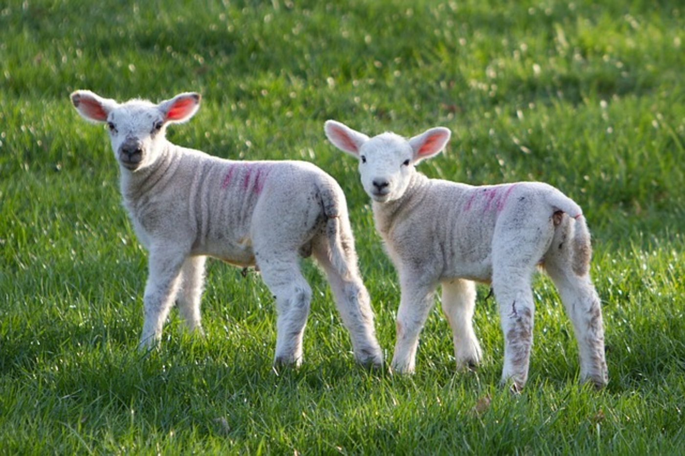 Der Selbstversorgungsgrad beim Lammfleisch beträgt in der Schweiz nur 37 Prozent. (Bild pd)