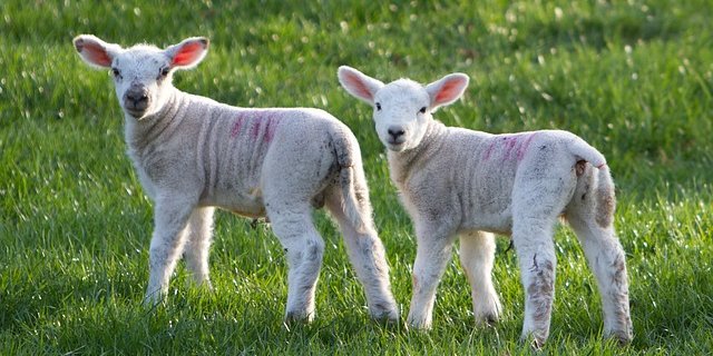Der Selbstversorgungsgrad beim Lammfleisch beträgt in der Schweiz nur 37 Prozent. (Bild pd)