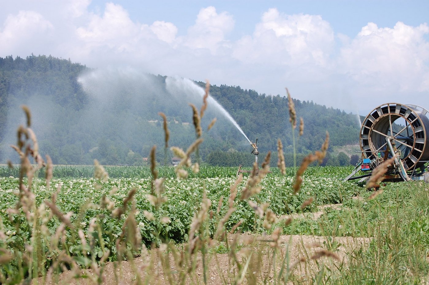 Wegen des Klimawandels müssen die Kulturen vermehrt bewässert werden. (Bild: Monika Schaad-Ingold/landwirtschaft.ch)