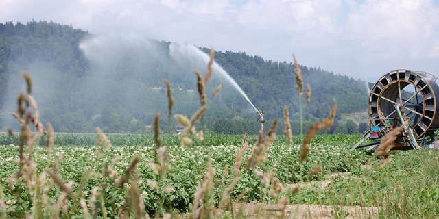 Wegen des Klimawandels müssen die Kulturen vermehrt bewässert werden. (Bild: Monika Schaad-Ingold/landwirtschaft.ch)
