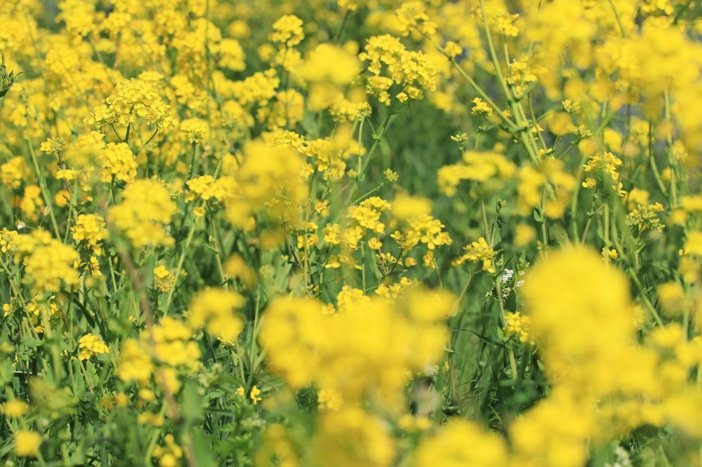 Pflichtlager können im Falle schwerer Mangellagen, welchen die Wirtschaft nicht selber zu begegnen vermag, freigegeben werden. So kann z. B. der Anbau von Raps dank eingelagertem Saatgut sichergestellt werden. (Bild MarjonBesteman / Pixabay)