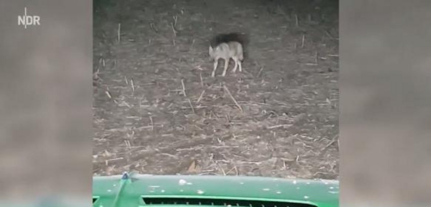 Ein Video zeigt die nächtliche Begegnung des jungen Bauern mit den beiden Wölfen. (Bild Screenshot NDR)
