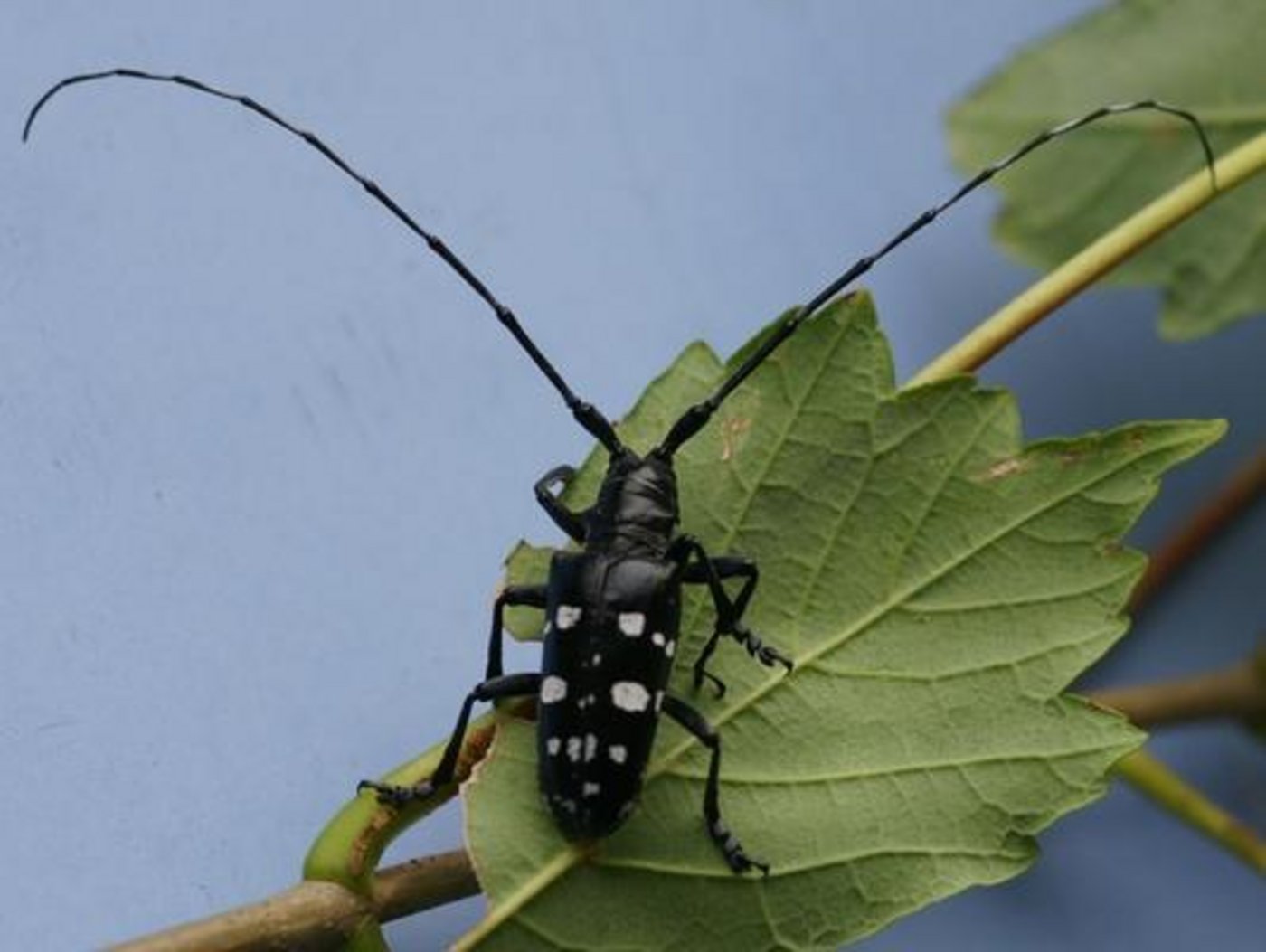 Der Asiatische Laubholzbockkäfer ist in Brünisried FR ausgerottet. (Bild: Eidg. Forschungsanstalt WSL)