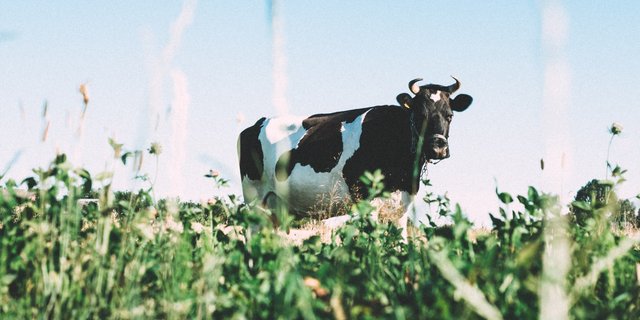 Der Organisation der Schweizer Milchproduzenten SMP, als wichtigster Fachorganisation, stehen 48 der 507 Delegiertensitze und 12 der 111 LAKA-Sitze zu. (Bild Unsplash)