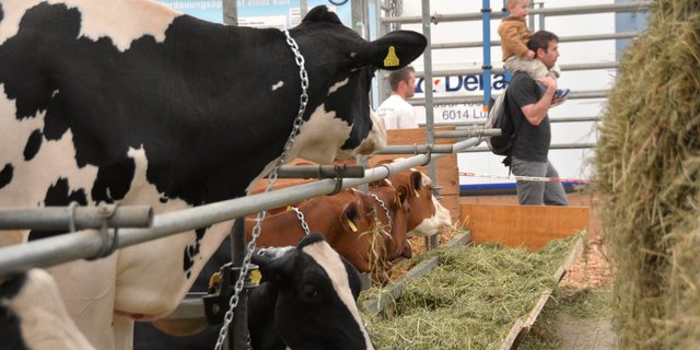 An der Luga präsentiert sich die Landwirtschaft der Stadtbevölkerung. (Bilder Andrea Gysin/Armin Emmenegger)