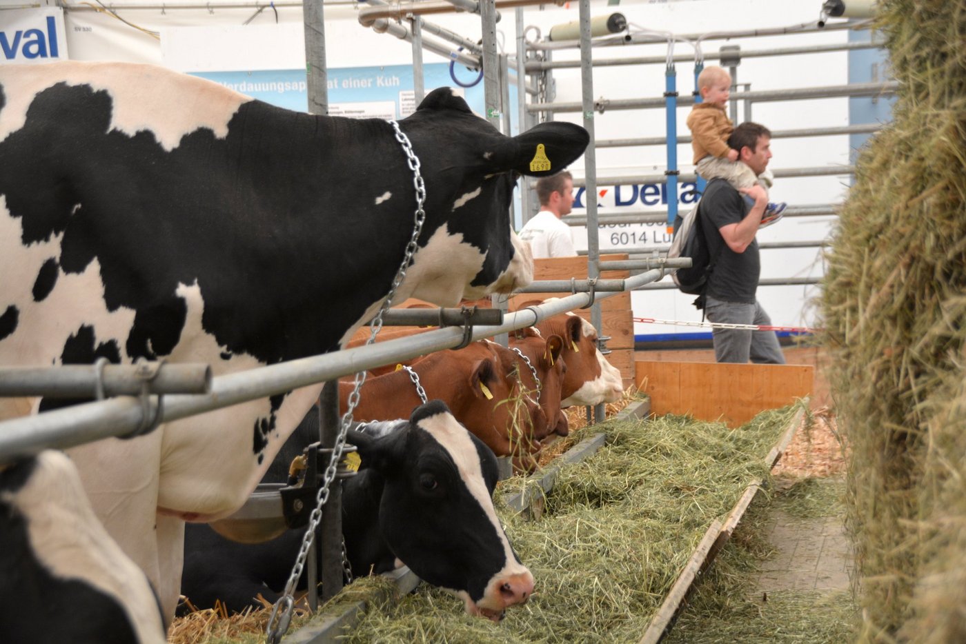 An der Luga präsentiert sich die Landwirtschaft der Stadtbevölkerung. (Bilder Andrea Gysin/Armin Emmenegger)