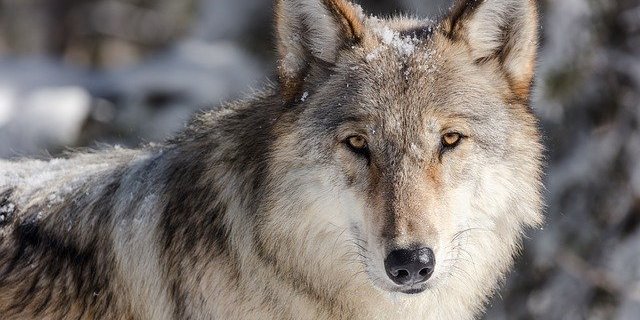 Wölfe zeigten sich vermehrt in der Nähe von Obersaxen (GR) (Symbolbild Pixabay)