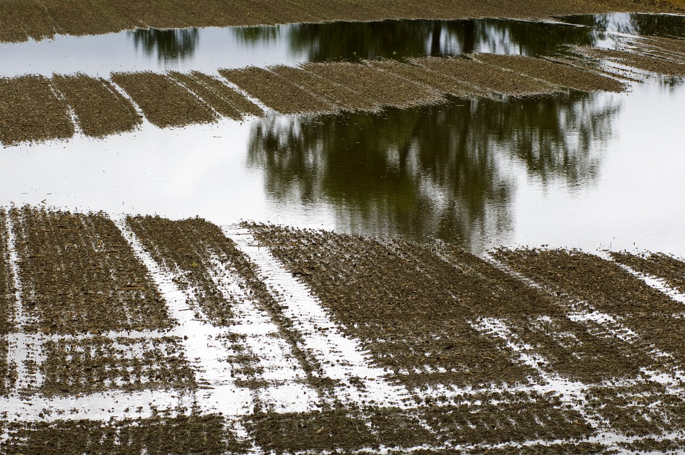 Der Fonds Suisse kann bei nicht versicherten Schadensereignissen finanzielle Hilfe bieten - Ertragsausfälle werden jedoch nicht entschädigt. (Bild Gabriela Brändle/Agroscope)