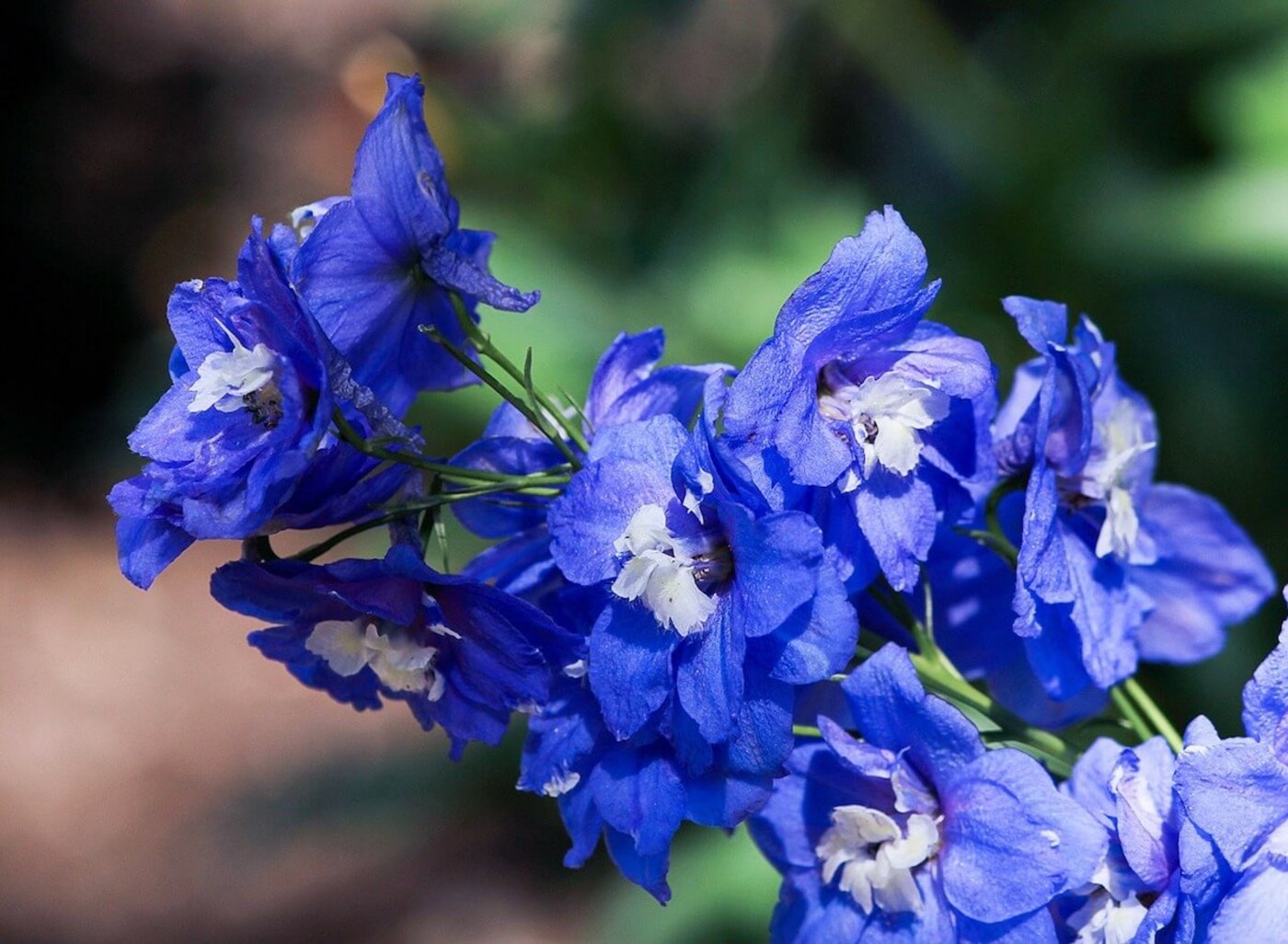 Schnittblumen aus dem eigenen Garten: Rittersporn. (Foto: JamesDeMers, Pixabay)