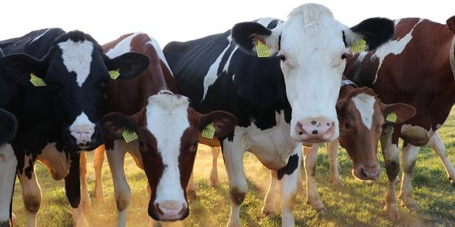 Der Nachhaltigkeitszuschlag für Schweizer Molkereimilch soll für A-Milch ausbezahlt werden und drei Rappen betragen. (Bild BauZ)