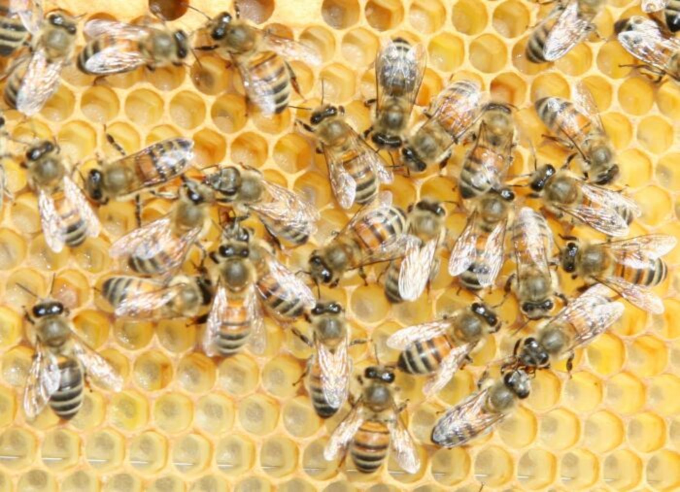 Die Zuchtrasse Buckfast trägt einen typischen lederbraunen ersten Hinterleibsring. (Bild Wikipedia)