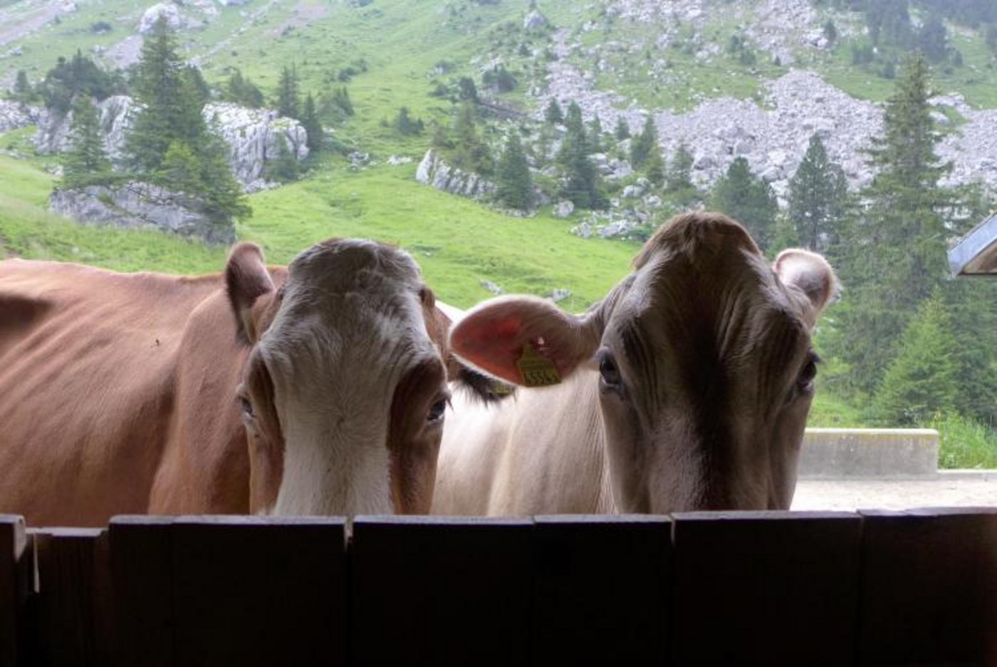 Alp Schwandi/Laub. (Bild David )