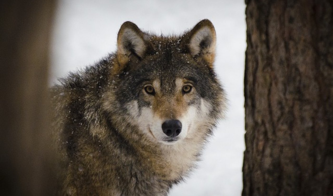 Das Wolfs-Monitoring zeigte kein problematisches Verhalten der Tiere. (Bild pixabay)