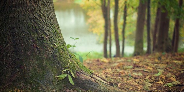 Was im Boden lebt, ist wichtig für das Funktionieren des Waldes. Eine breite Studie hat dies nachgewiesen. (Bild Pixabay)