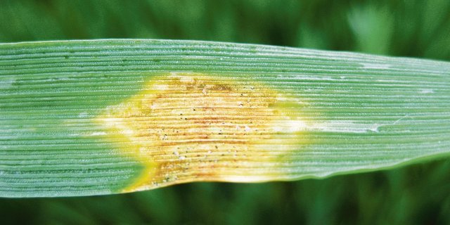Septoria tritici am Weizen wird durch Nässe begünstigt. (Bild zVg)