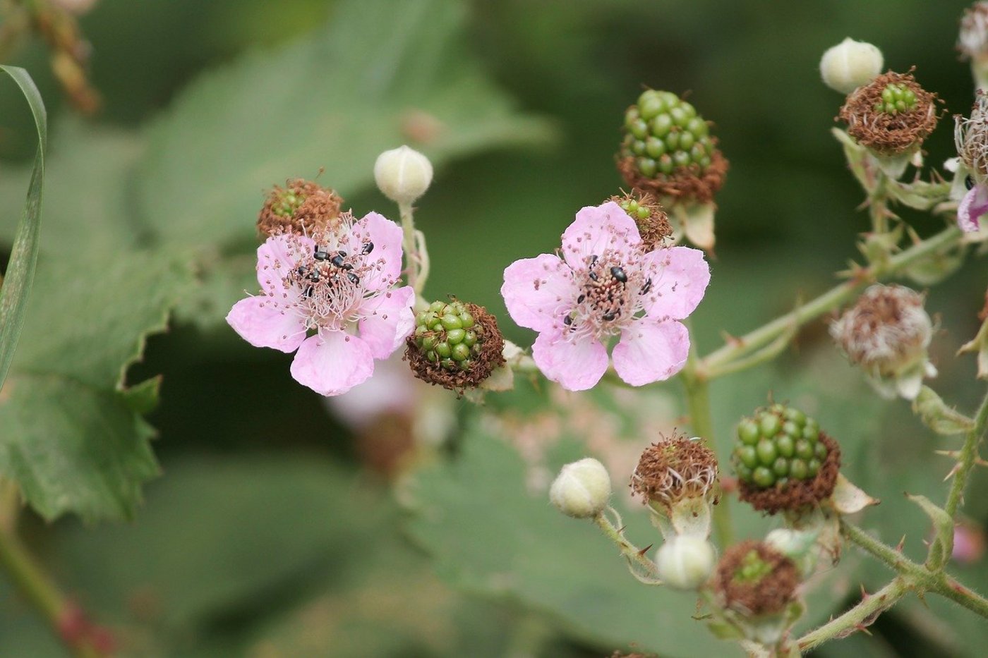 Einheimische oder Armenische Brombeere? Die Unterscheidung ist schwierig, die blassrosa Blüten deuten aber auf den Neophyten hin. Essen kann man die Beeren  beider Varianten. (Bild Pixabay)