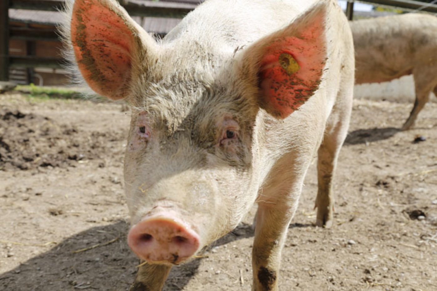 Schweine sollen profitieren: Die "Initiative Tierwohl" ist ein gemeinsames Projekt der Bauern, Fleischwirtschaft und des Detailhandels.(Symbolbild lid)
