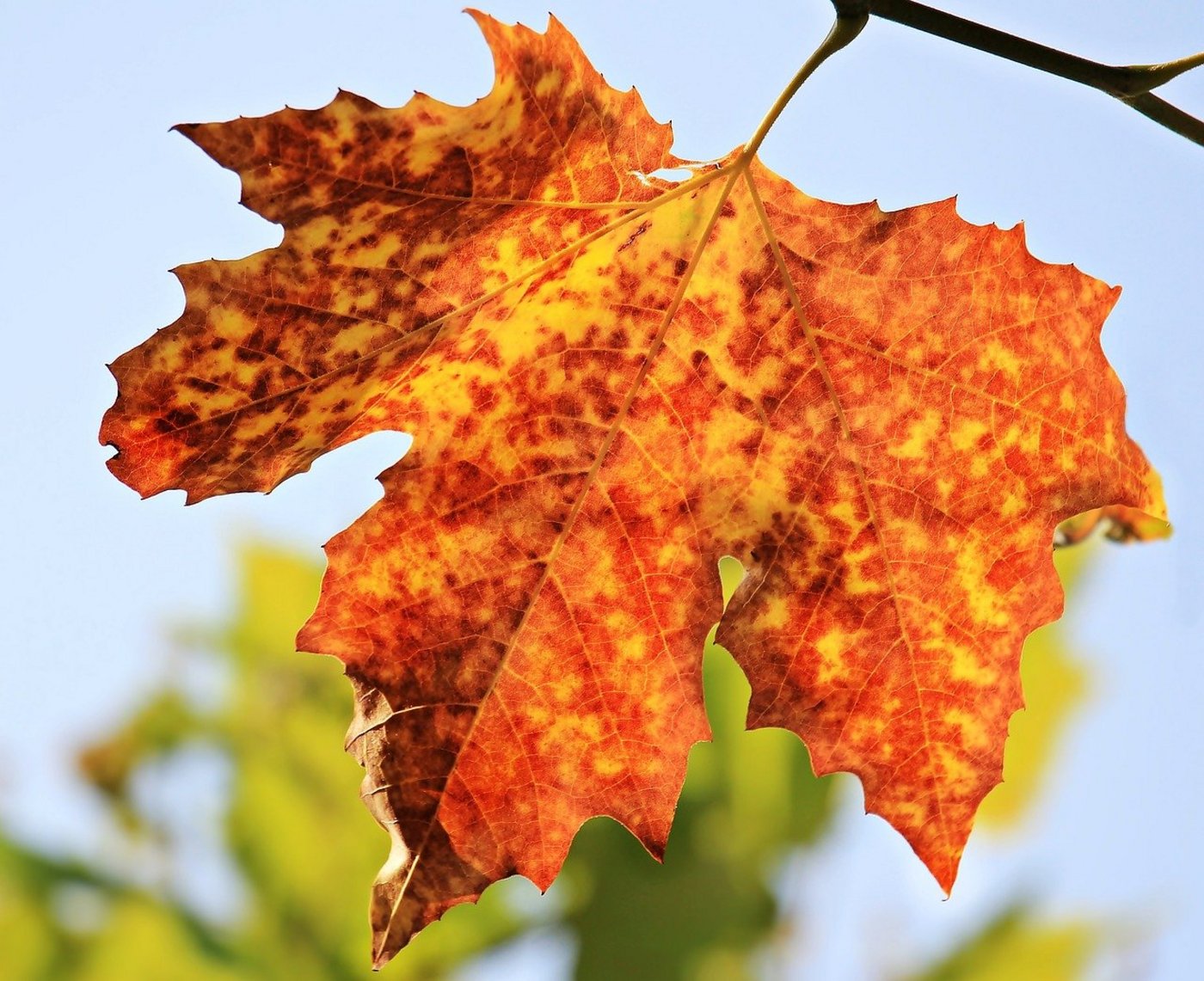 Wenn sich die Blätter im Herbst verfärben, stoppt die Photosynthese und damit auch die CO2-Aufnahme der Pflanze. (Bild Pixabay)