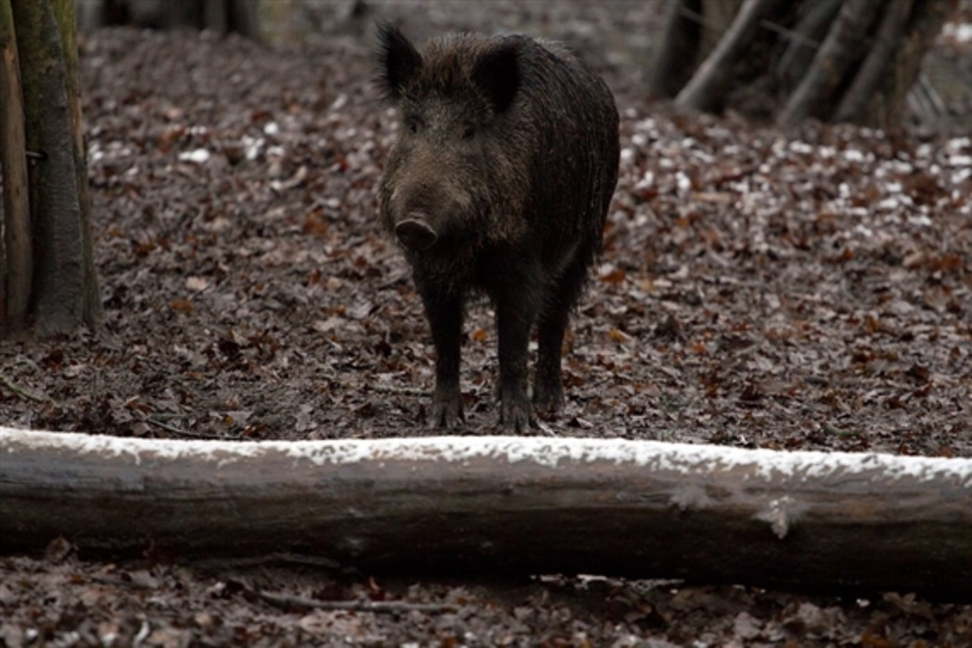 Ein Grenzzaun soll möglicherweise mit Afrikanischer Schweinepest infizierte Wildschweine davon abhalten, nach Polen einzumarschieren. (Symbolbild Pixabay)