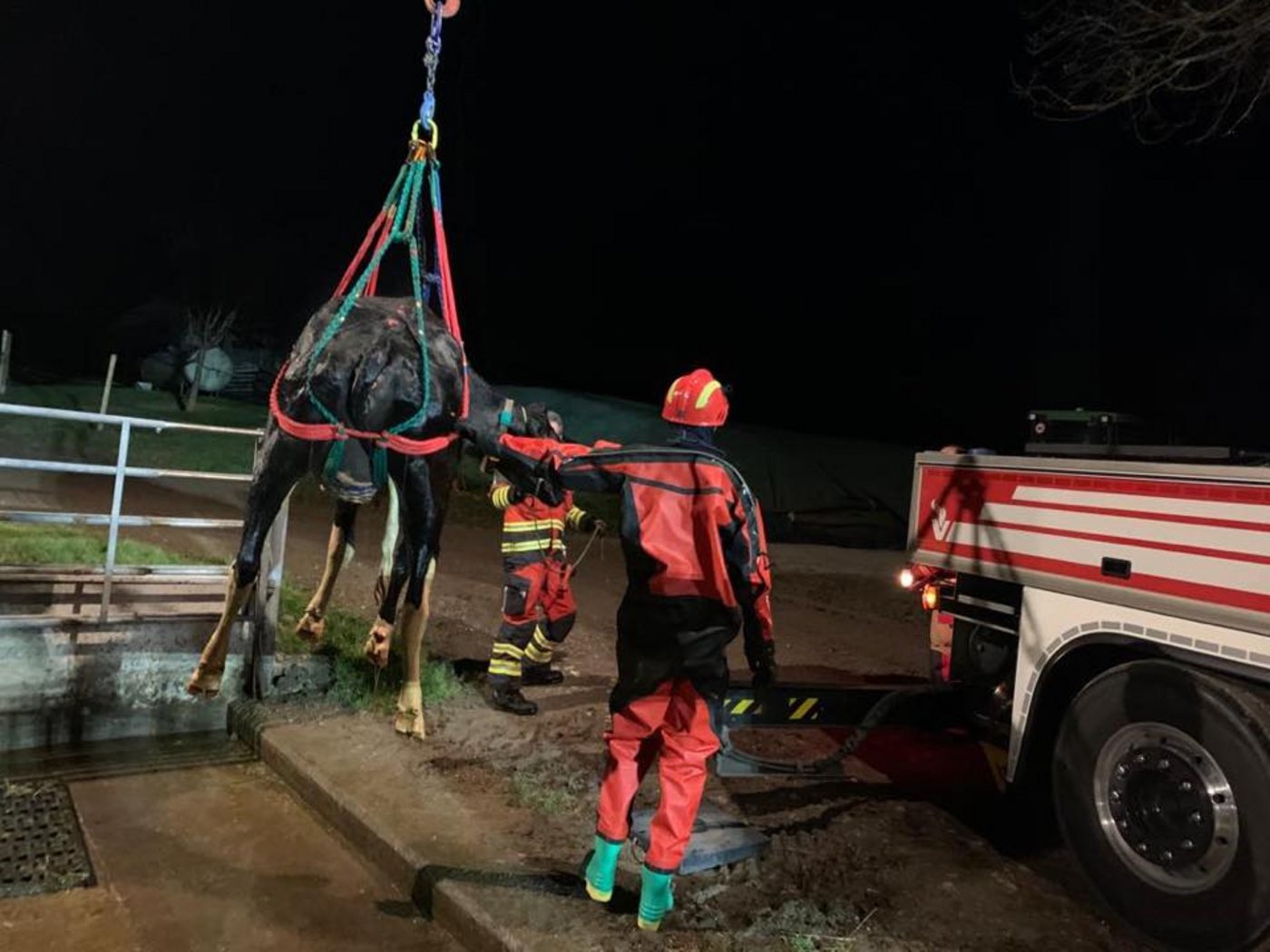 Beide Tiere blieben unverletzt. (Bilder Schutz und Rettung Bern)