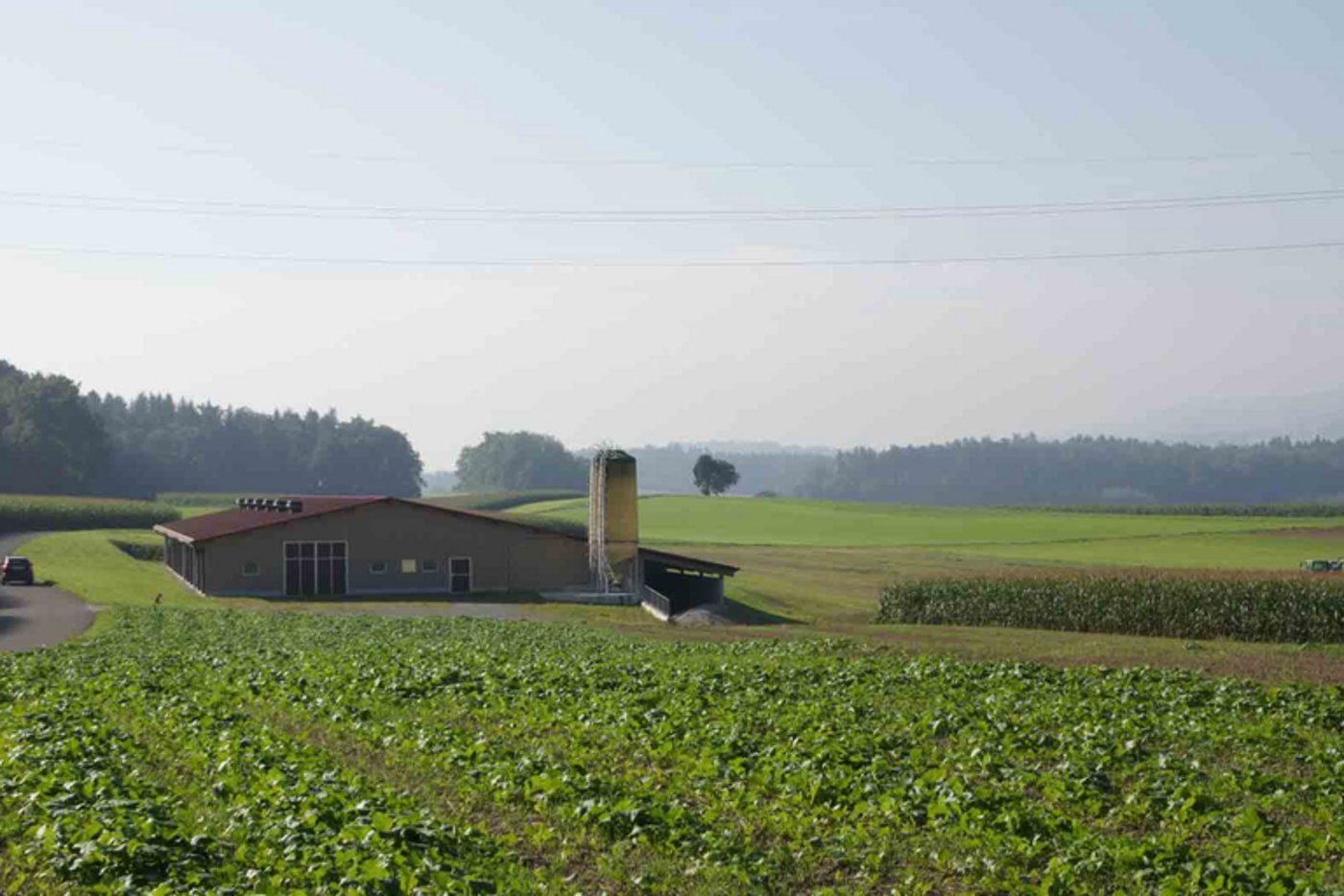 Die Zersiedelungs-Initiative will das Bauen von Masthallen in der Landwirtschaftszone erschweren. (lid)