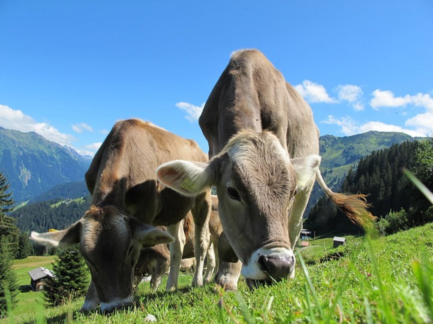Almkühe und Wanderer verstehen sich nicht immer gut. (Bild pixabay)