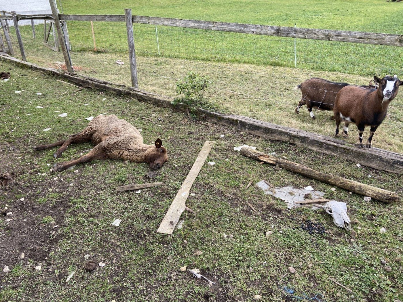 Gegen einen Strafbefehl von 2019 wurde Einsprache erhoben. (Bild Kapo Aargau)