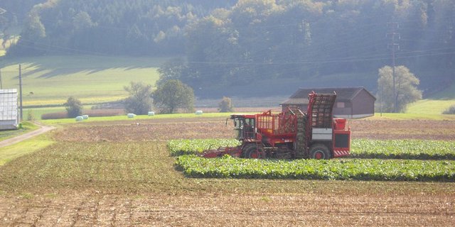 In der Schweiz wird dieses Jahr deutlich weniger Zucker produziert als im Rekordjahr 2014, dennoch dürfte die Nachfrage befriedigt werden können. Zufrieden ist die Schweizer Zucker AG insbesondere mit dem hohen Zuckergehalt. (Bild: Samuel Schwarz/landwirtschaft.ch)