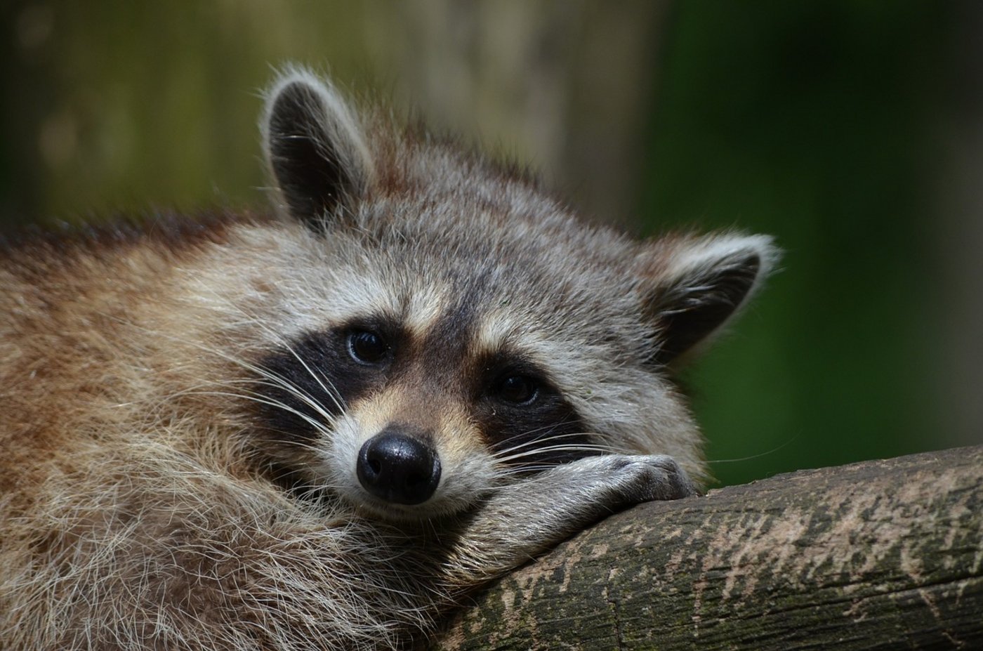 Knuffig, aber lästig: Waschbären verursachen in Deutschland viele Schäden. (Bild Pixabay)